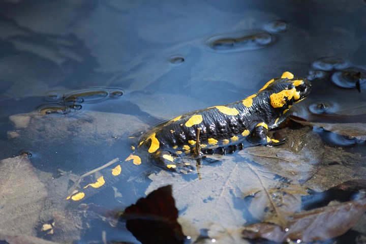 Salamandra pezzata - Pixabay.jpg