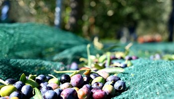 BORGONE: la roccia, colture antiche e nuove e degustazione olio extravergine di oliva montano