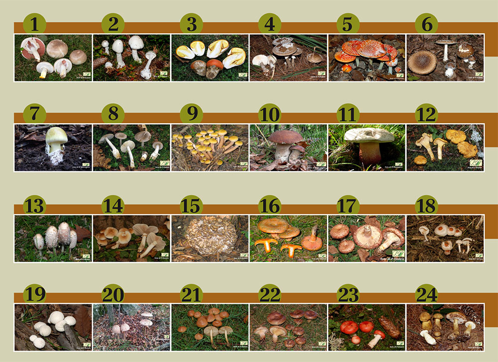 “Sulle tracce del fungo misterioso” funghi