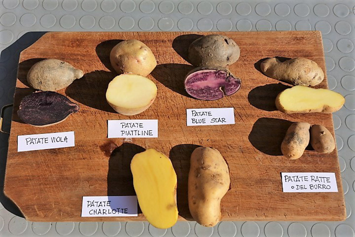 Alcune varietà di patate (presentate da Cascina Drubi)